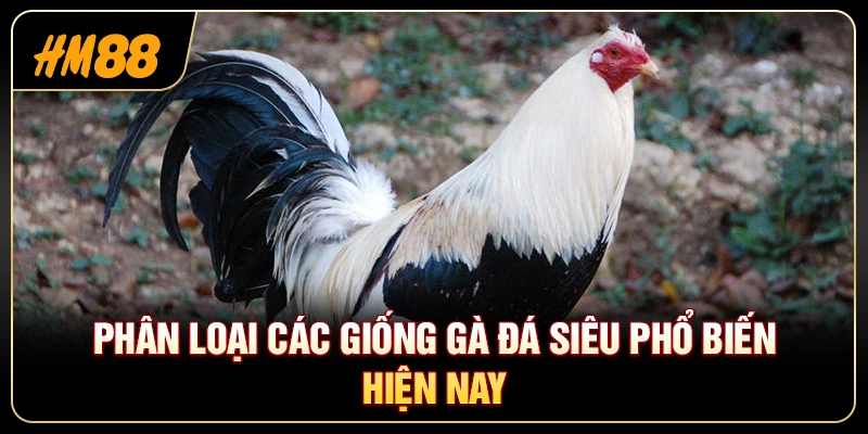 Phân Loại Các Giống Gà Đá