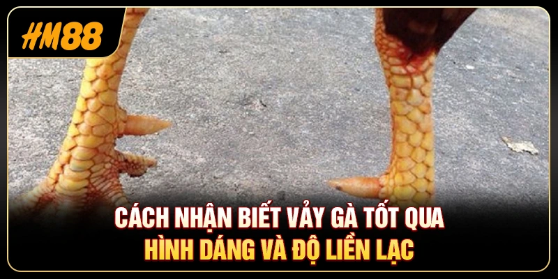 Cách Nhận Biết Vảy Gà Tốt