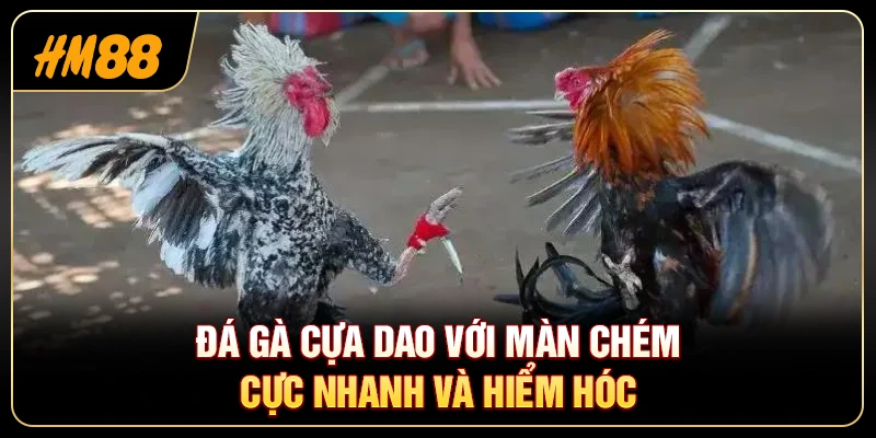 Đá Gà Cựa Dao