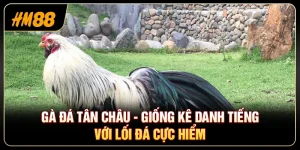 Gà Đá Tân Châu