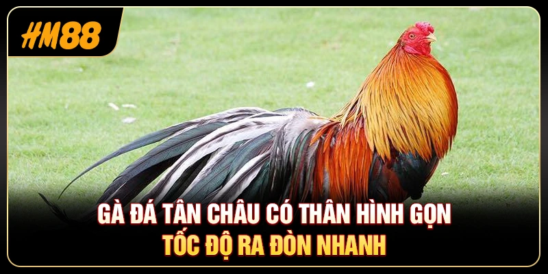 Gà Đá Tân Châu